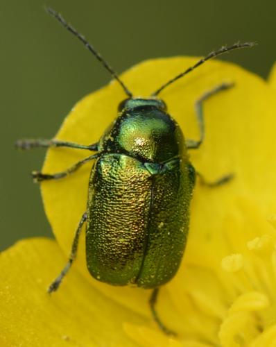 Cryptocephalus sp.